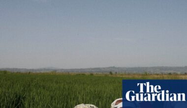 Tech firms and AI farming tools ‘playing with the food system’, warns thinktank | Global development
