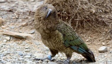 DoC tags a record 31 kea at Aoraki Mt Cook, logging young birds’ alpine travels