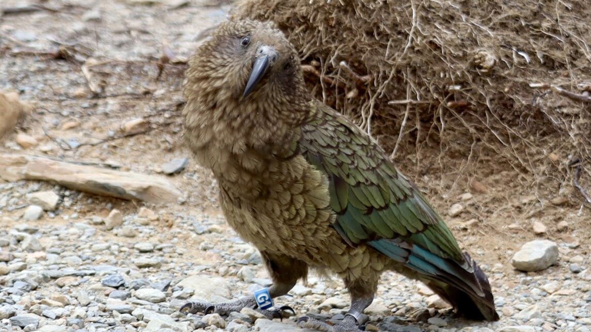 DoC tags a record 31 kea at Aoraki Mt Cook, logging young birds’ alpine travels