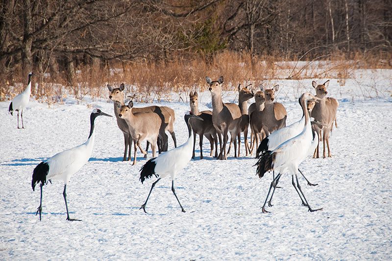 Japanese deer join the cranes in their feeding grounds. Photograph taken in 2017. (© Nippon.com)