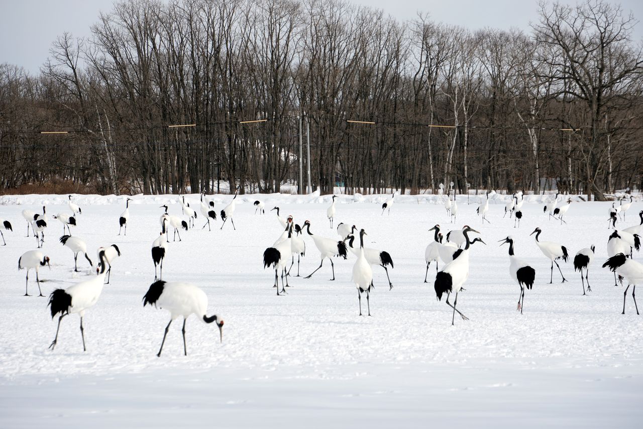 Red-crowned cranes gather at an observation spot in the north of the Kushiro Wetland National Park. Photograph taken on January 30, 2026, in Tsurui, Akan, Hokkaidō. (© Jiji)