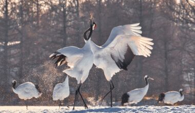 Japan’s Red-Crowned Crane No Longer a Threatened Species after Years of Conservation Efforts