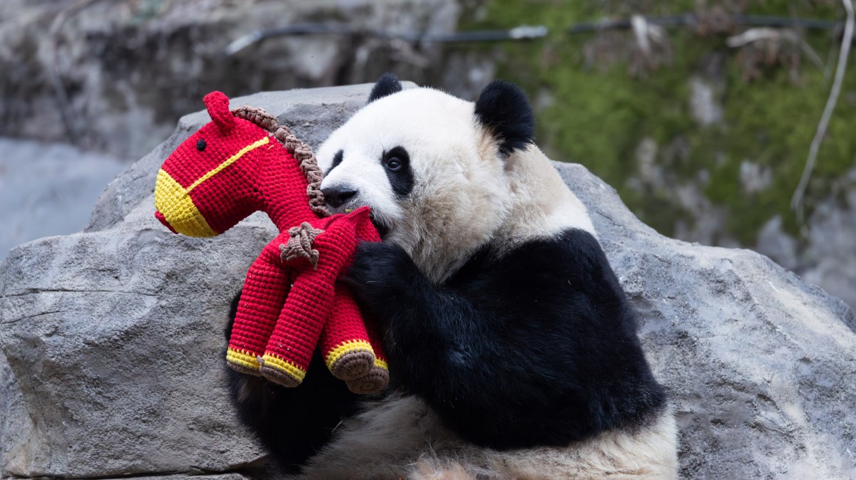 A playful giant panda — and other news in pictures