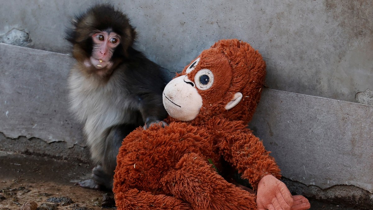 Punch the baby monkey shunned by his troop finally finds acceptance