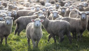 Farms running dry of fuel as rural distributors struggle with allocation