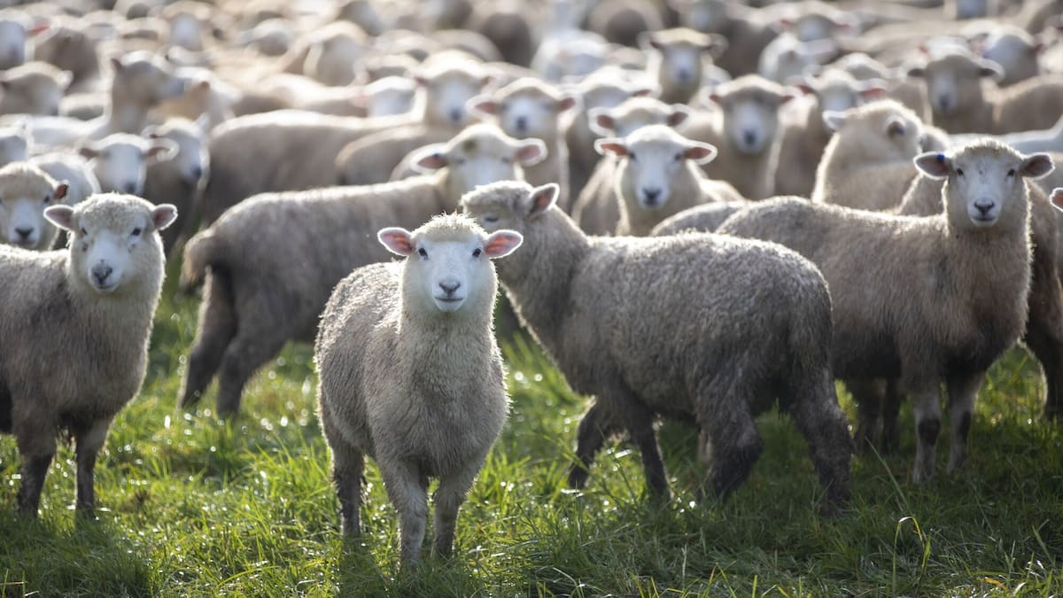 Farms running dry of fuel as rural distributors struggle with allocation