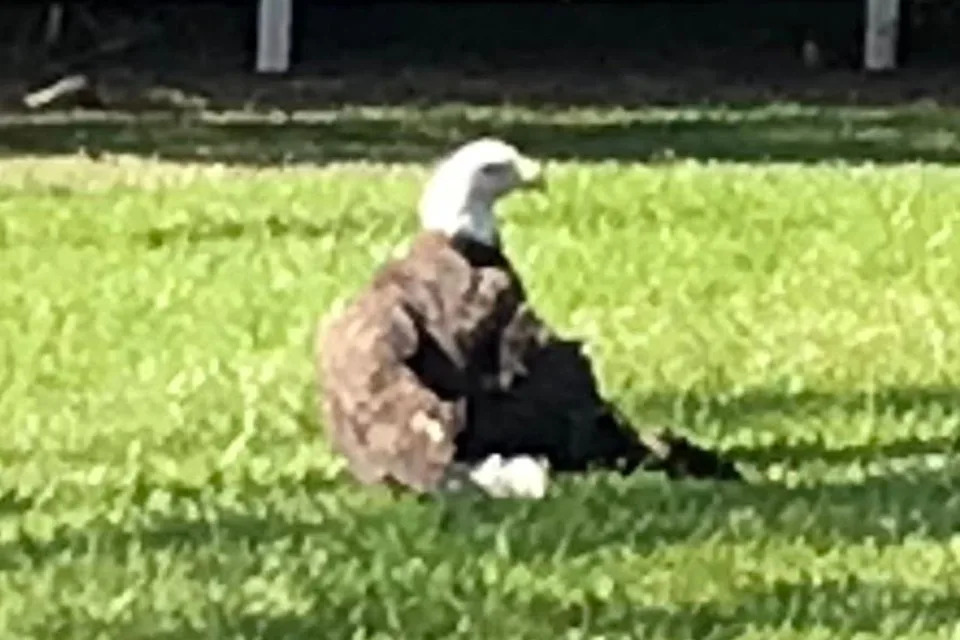 A bald eagle has been rescued in FloridaCredit: Martin County Sheriff's Office/Facebook