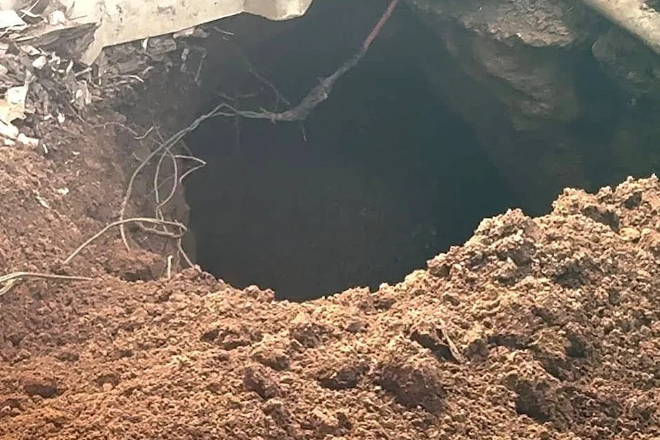 The wombat in its burrow.