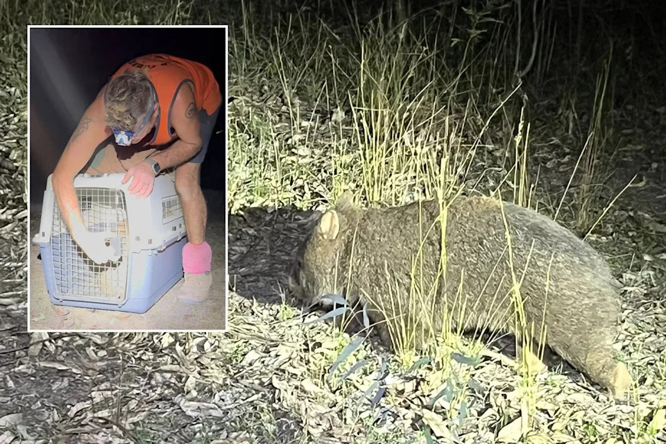 The wombat being released by rescuer James.