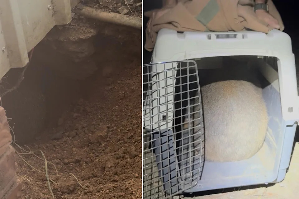 Left: The wombat in its burrow. Right: The wombat in a cage.