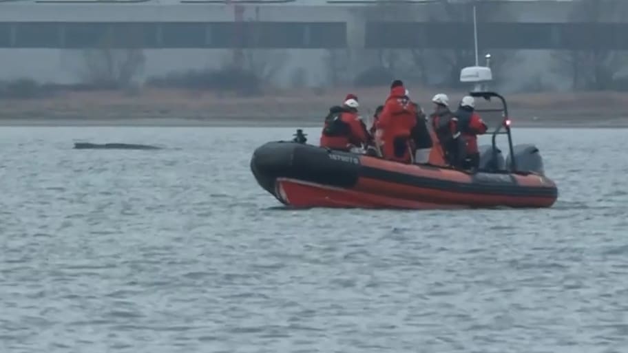 Wal vom Timmendorfer Strand wieder gestrandet