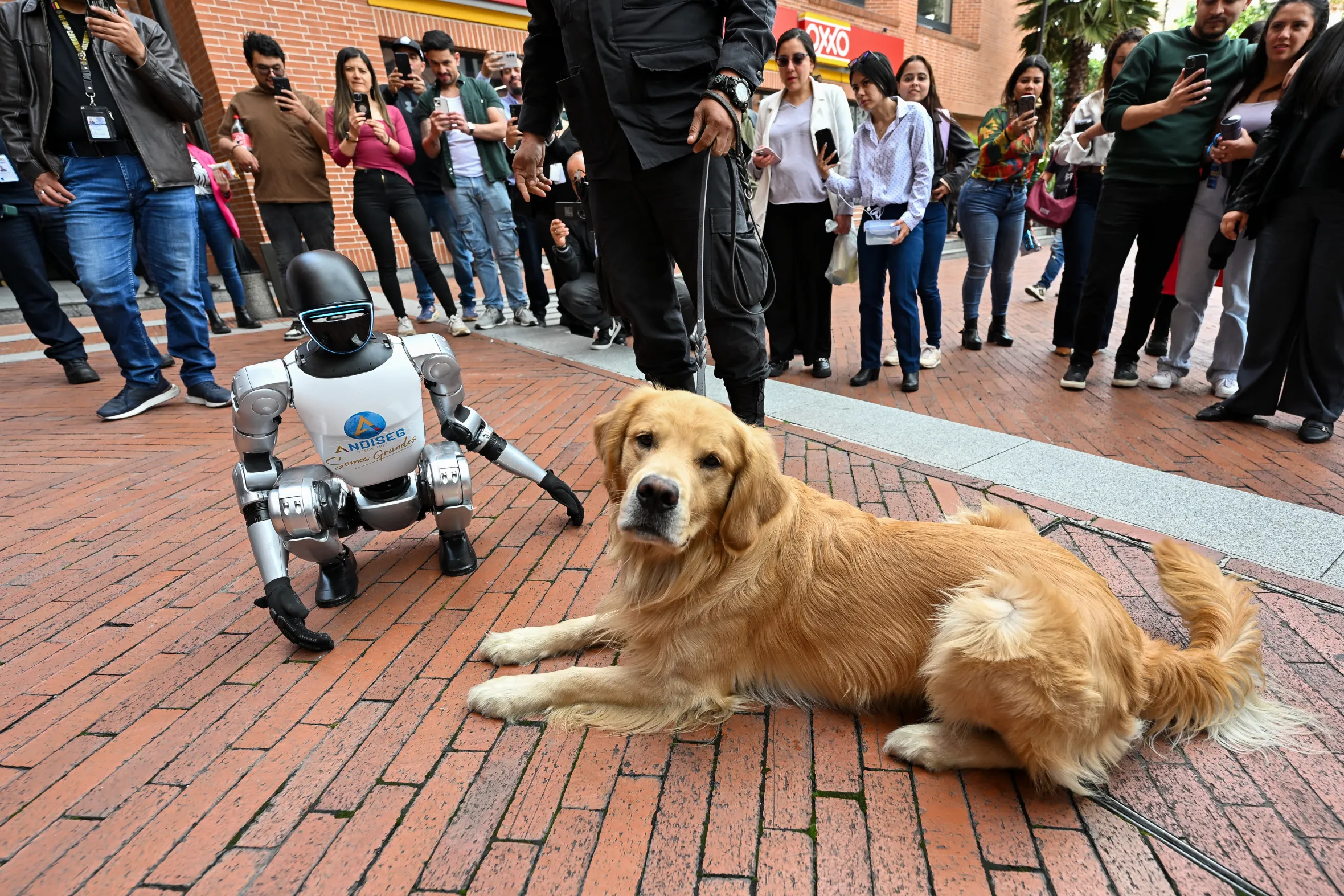A humanoid robot named "Vicente" interacting with a guard dog during a private security showcase.