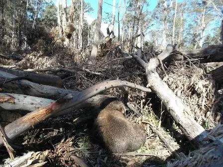 A wombat among felled logs after timber harvesting in 2014. 