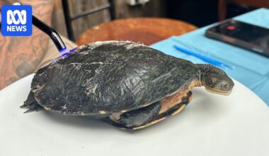 Gippsland wildlife carer uses dental technique to save injured turtles