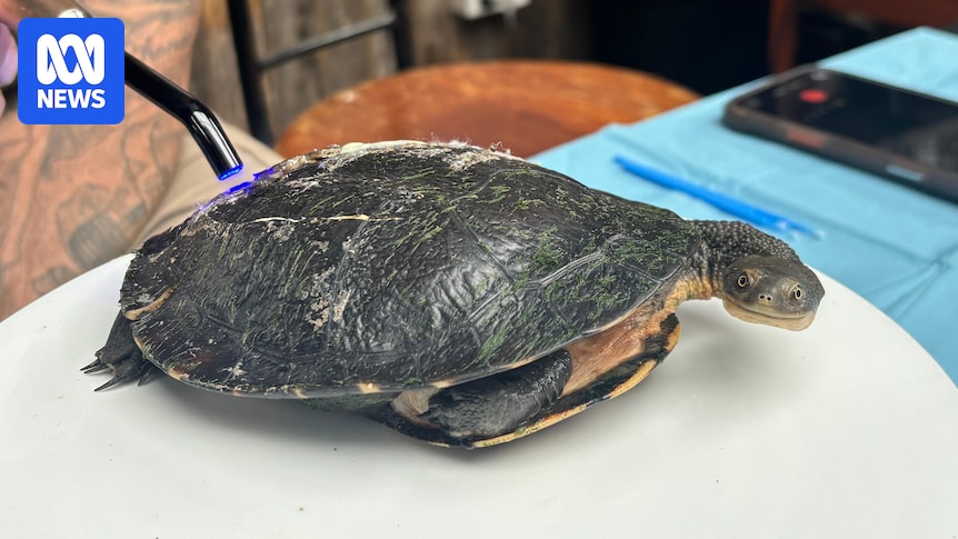 Gippsland wildlife carer uses dental technique to save injured turtles