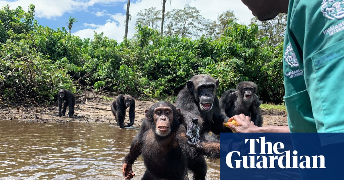 ‘We cannot replace USAID, but we can do big things’: conservation plots a future without American money | Conservation