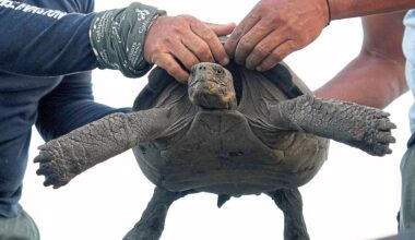 Giant tortoises return to Ecuador's Galapagos archipelago after almost 150 years