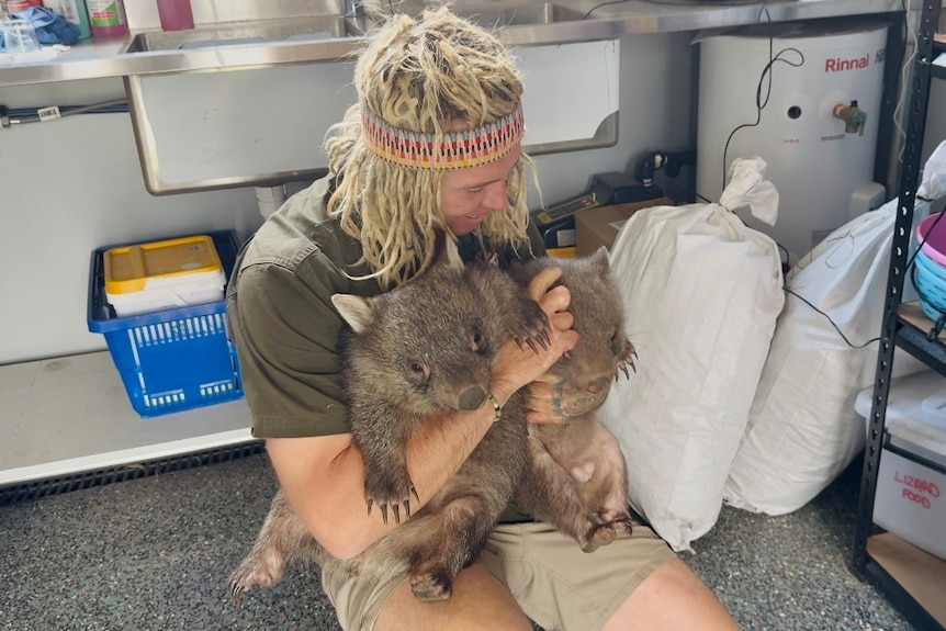 A photo of a man with blonde dreadlocks, holding two brown wombats in his arms inside a small lab.