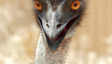 Emu Tries to Help Catch a Rooster and It Goes Exactly How You’d Expect