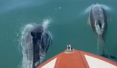 Whanganui fishermen surrounded by playful common dolphins off Kai Iwi coast