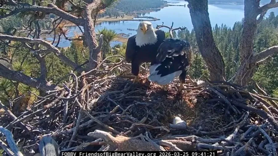 Two adult bald eagles, Jackie and Shadow, stand together in a large stick nest high in a tree above Big Bear Lake, preparing eggs ahead of the expected hatching period.