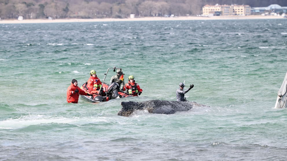 Am Timmendorfer Strand kämpften Retter um das Leben des jungen Wals