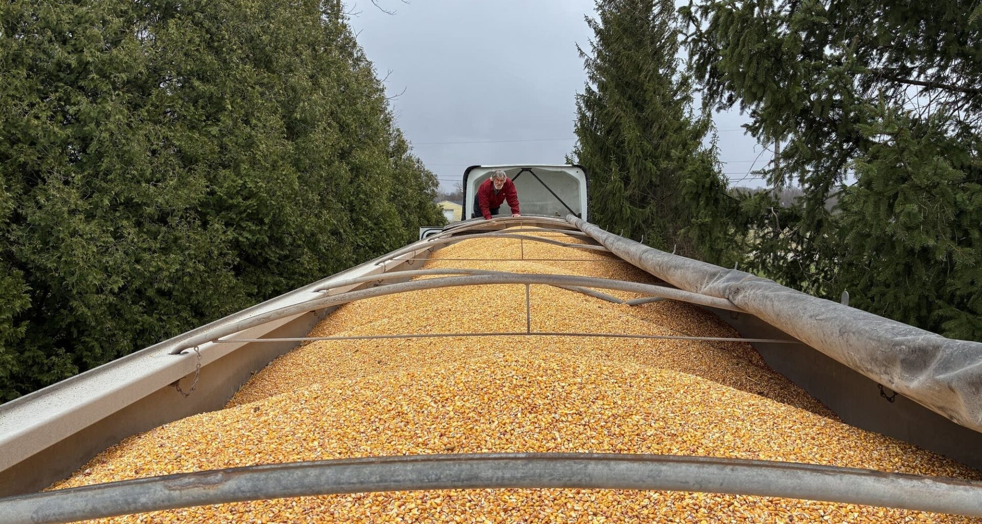 Chris Gibbs sells roughly 34 truckloads of corn like this one per year. This one is bound for Dayton, Ohio, where it will get turned into corn syrup.