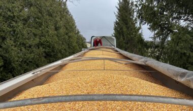 Chris Gibbs sells roughly 34 truckloads of corn like this one per year. This one is bound for Dayton, Ohio, where it will get turned into corn syrup.