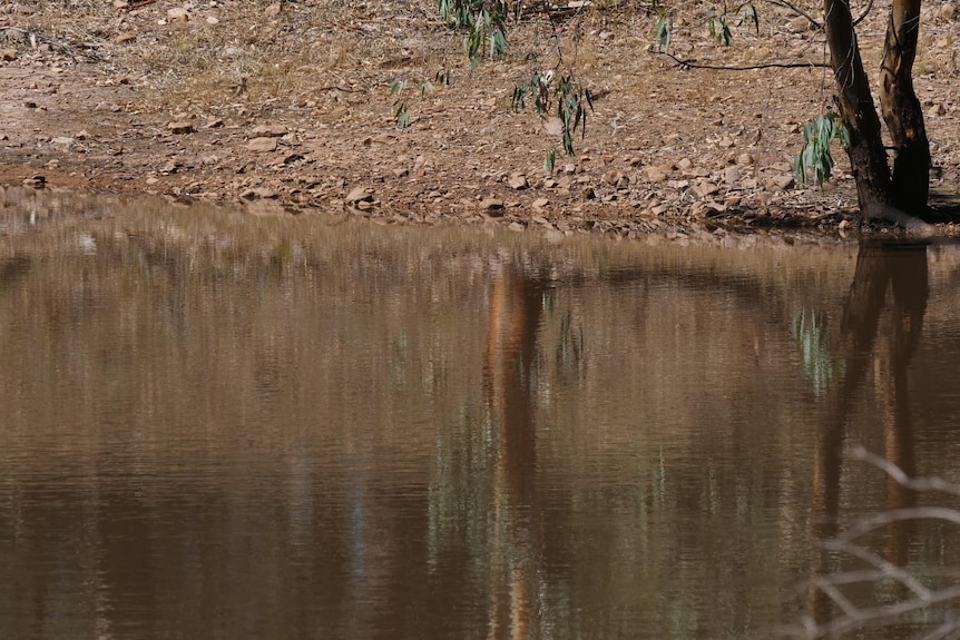 brown water in a dam reflecting a tree, close up shot