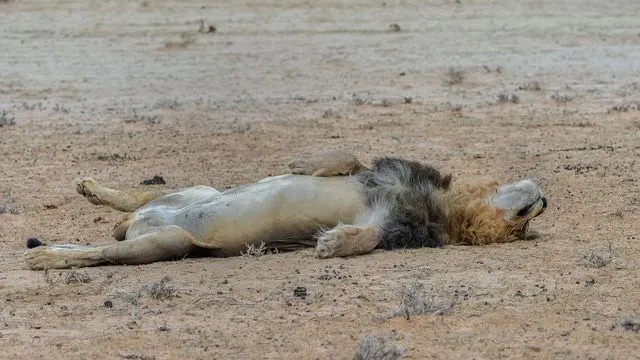 Adult lion lying down after a large meal at Kgalagadi Transfrontier Park in South AfricaCredit: ©Johan J Botha