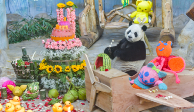 Live: Meet the giant pandas at Hainan Tropical Wildlife Park – Ep. 2
