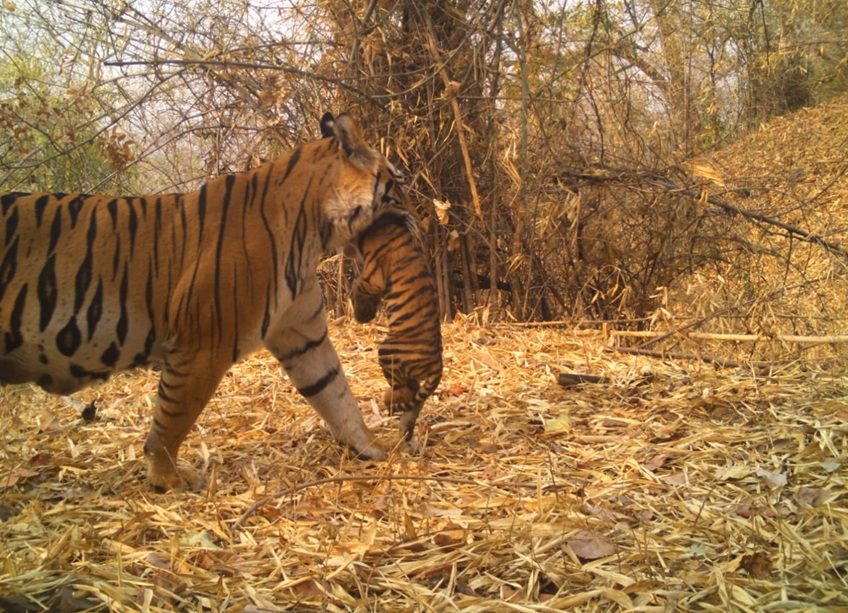 A recovering tiger population powered by forest corridors