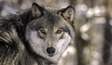 Latest death brings down wolves’ survival rate to 44% in Colorado