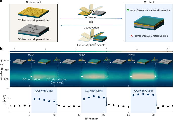 Contact-triggered molecular interactions enable structural refinement of perovskite layers in solar cells