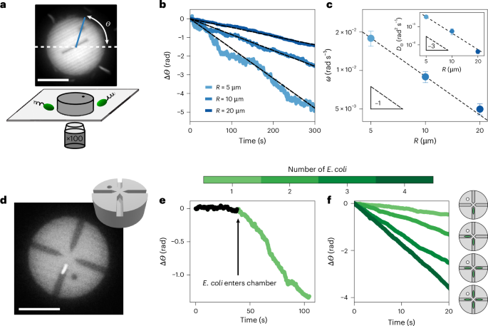 The hydrodynamic torque dipole from rotary bacterial flagella powers symmetric discs