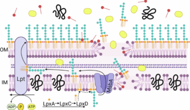 Combinations of colistin and bacteriocins prevent the selection of colistin resistance in Acinetobacter baumannii