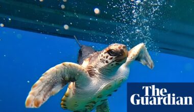 Tiny, lost and constipated: what a baby turtle told Australian scientists about warming seas | Reptiles