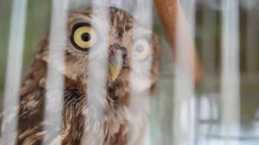 Türkiye treats, releases over 58,000 injured wild animals