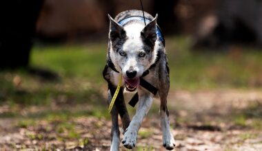 'Bear' the hero dog retires after saving 100+ koalas from bushfires
