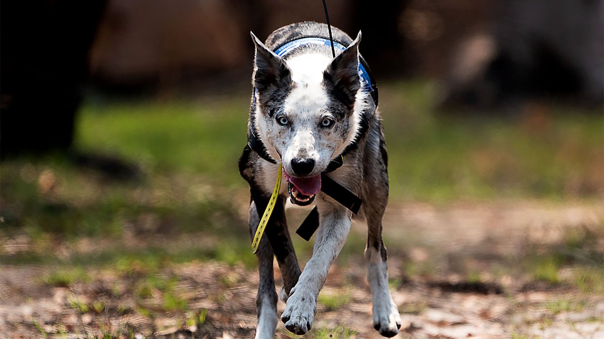 'Bear' the hero dog retires after saving 100+ koalas from bushfires