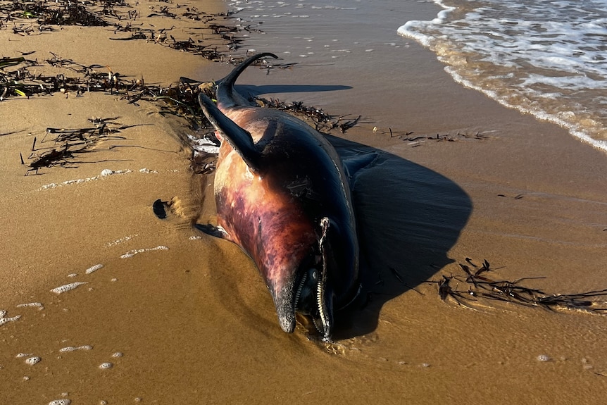 An adult dolphin lays dead on a beach near the water.