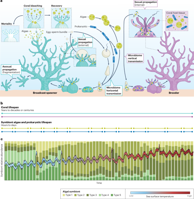 Accelerating coral assisted evolution to keep pace with climate change