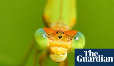Week in wildlife: a flying rodent, a duty-free possum and an emerald viper - The Guardian