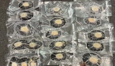 Nelson diver Joshua Spooner fined $3000 for selling crayfish and pāua on Facebook