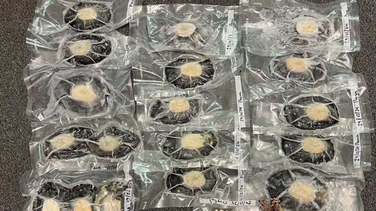 Nelson diver Joshua Spooner fined $3000 for selling crayfish and pāua on Facebook