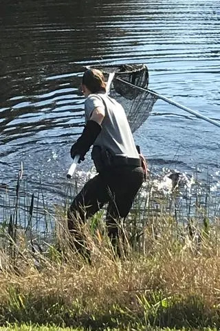 Officials try to rescue a bald eagle from a canal in FloridaCredit: Martin County Sheriff's Office/Facebook