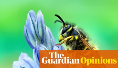 I love vultures, mosquitoes and, yes, even wasps. This is why you should too | Jo Wimpenny
