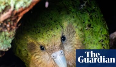 ‘My lovely distraction’: live stream of kākāpō – world’s fattest parrot – and her chicks captivates New Zealand | New Zealand