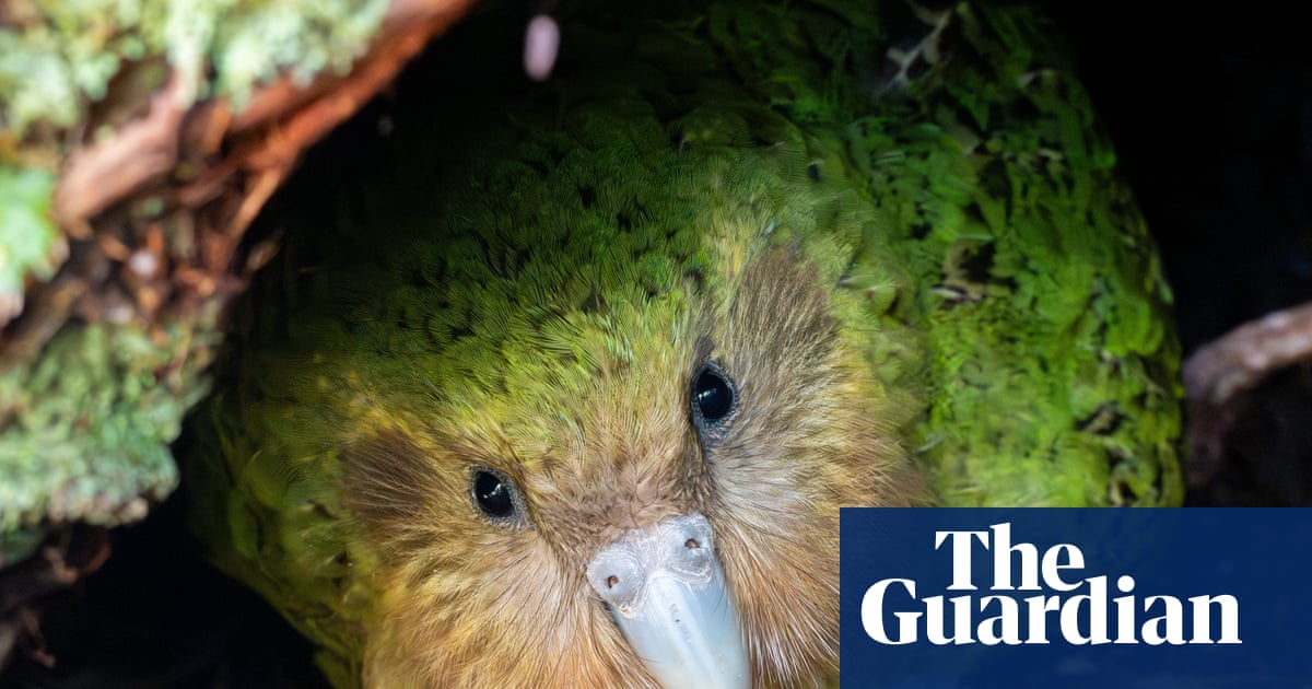 ‘My lovely distraction’: live stream of kākāpō – world’s fattest parrot – and her chicks captivates New Zealand | New Zealand
