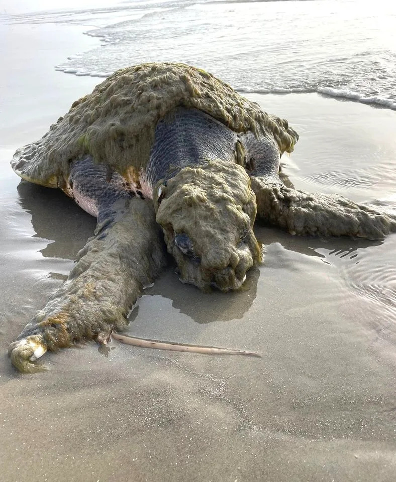 The rescue turtle covered in epibionts, barnacles, algae and sediment.Credit: Gulf Center for Sea Turtle Research/Facebook